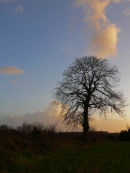 Cloud and Tree